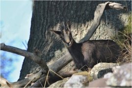 <p>KAMZÍK HORSKÝ (Rupicapra rupicapra) Lužické hory, Studenec ---- /Chamois - Gämse/</p>